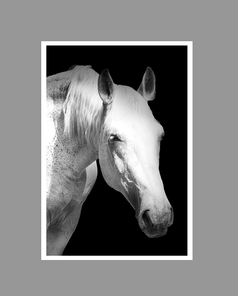 _MG_85222bw