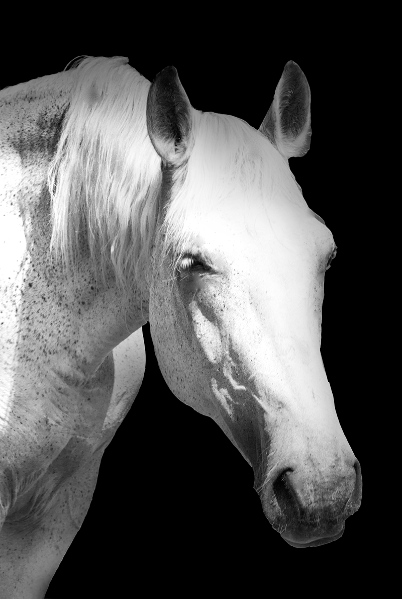 _MG_8522bw